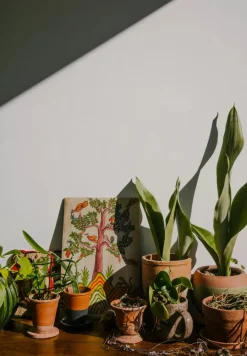 The Kinfolk Garden fra<New Mags Clearance