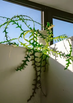 The Kinfolk Garden fra<New Mags Clearance